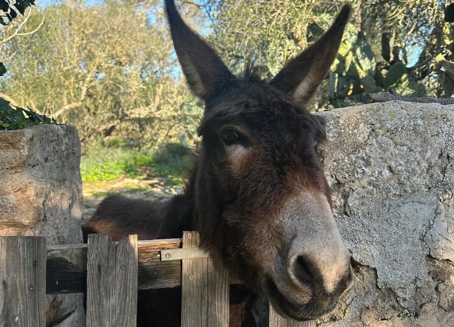 Agroturismo Finca Son Pieras Llucmajor  Country house Llucmajor (Mallorca)