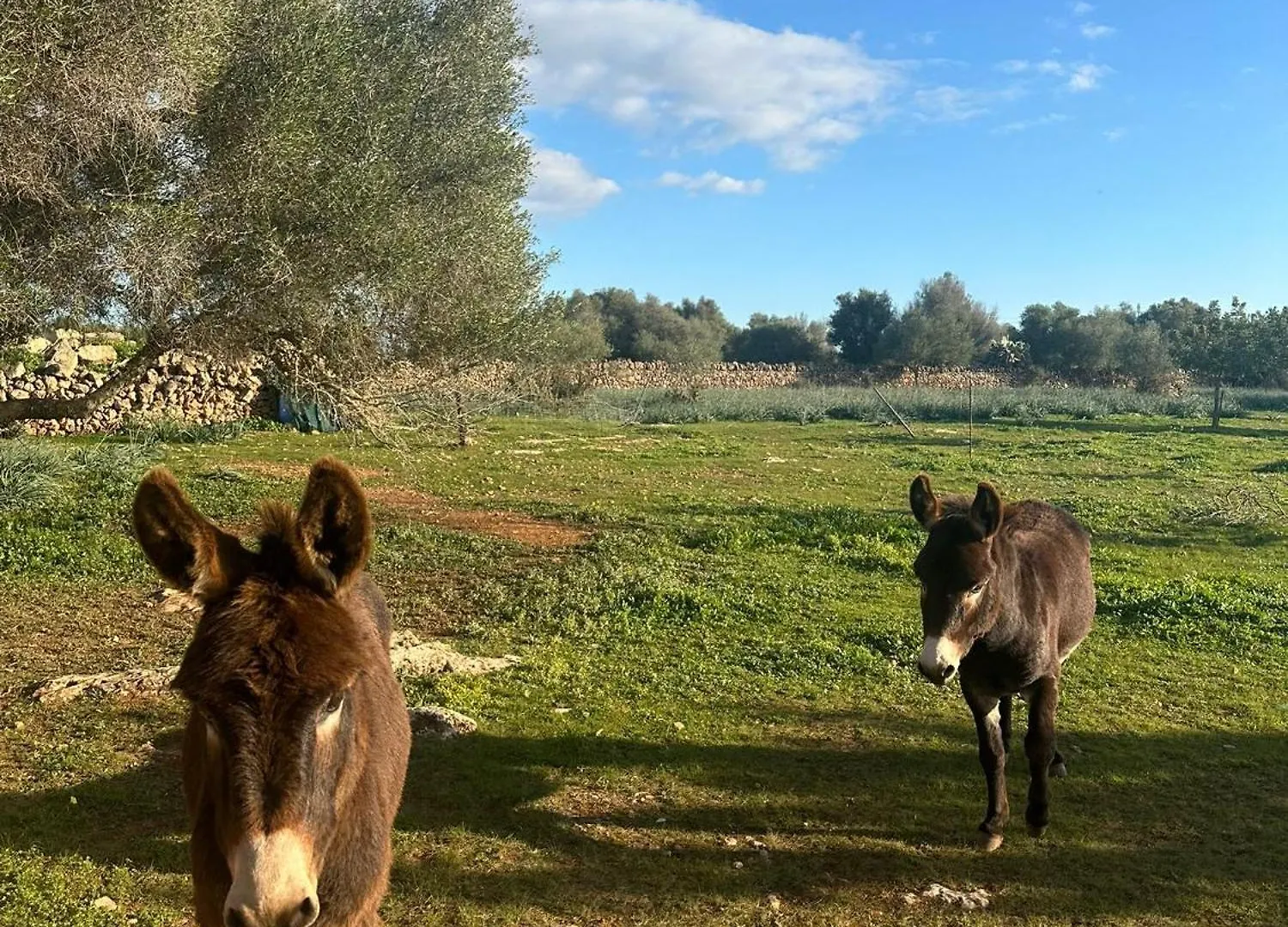 Agroturismo Finca Son Pieras Llucmajor  0*, Llucmajor (Mallorca) España