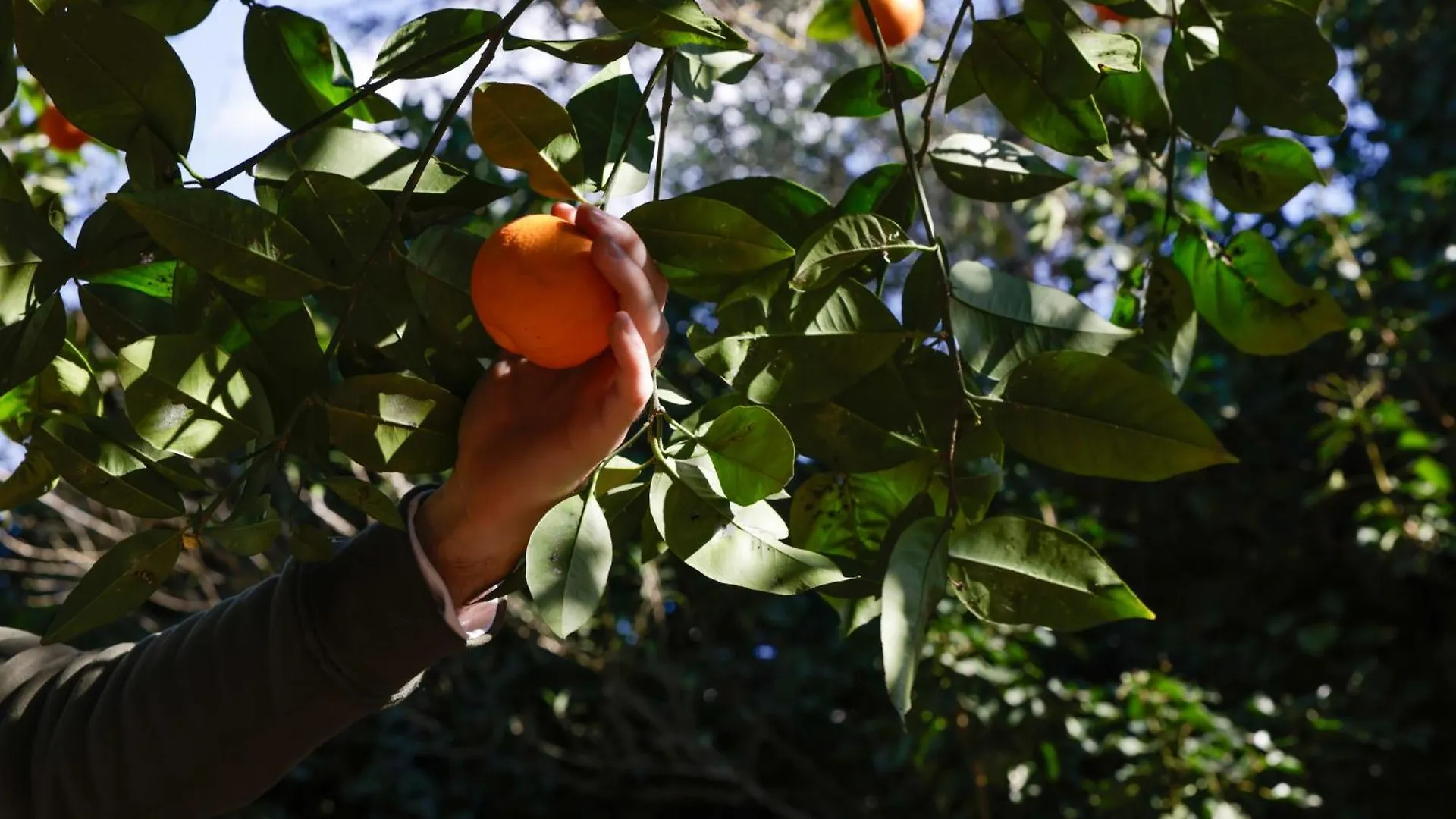 Agroturismo Finca Son Pieras Llucmajor