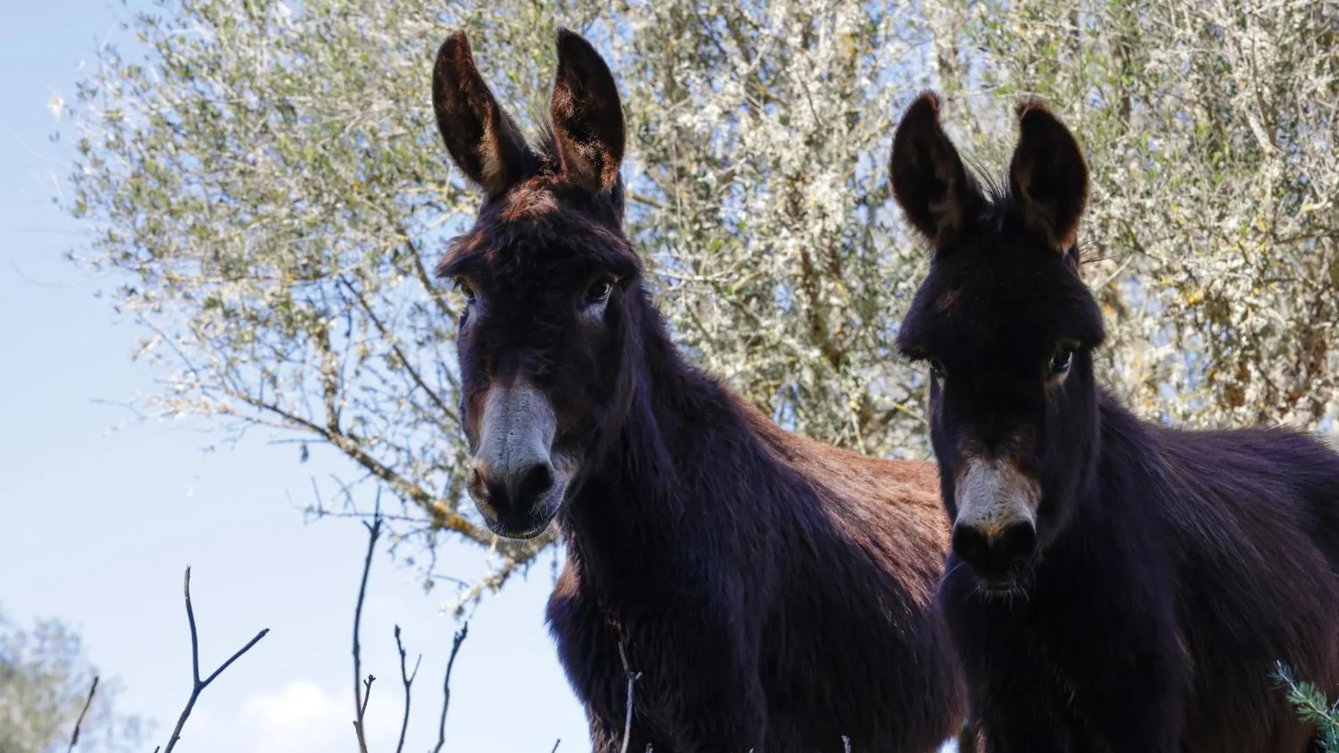 Venkovský dům Agroturismo Finca Son Pieras Llucmajor  Španělsko